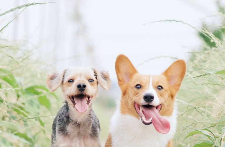 Preventing Home Dog Fights in Freetown